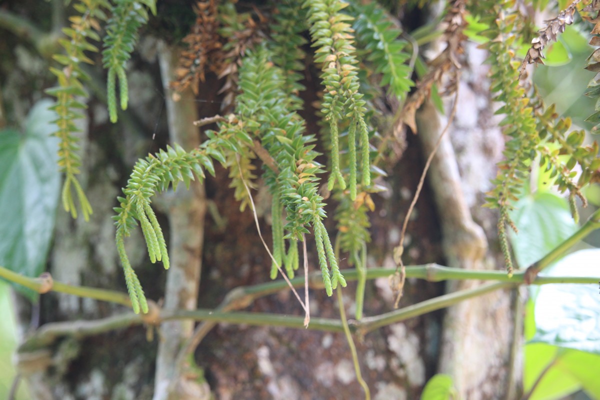 Phlegmariurus phlegmaria (L.) Holub